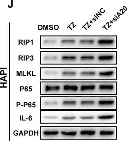 IL-6 Antibody - Azide and BSA Free