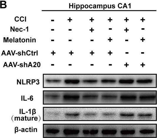 IL-6 Antibody - Azide and BSA Free