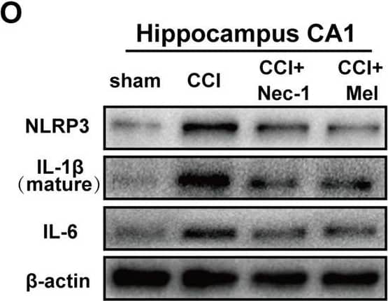 IL-6 Antibody - Azide and BSA Free
