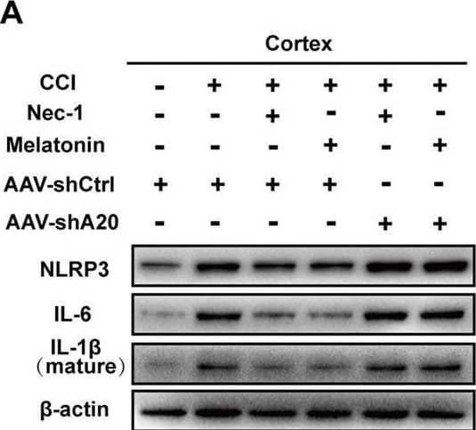IL-6 Antibody - Azide and BSA Free