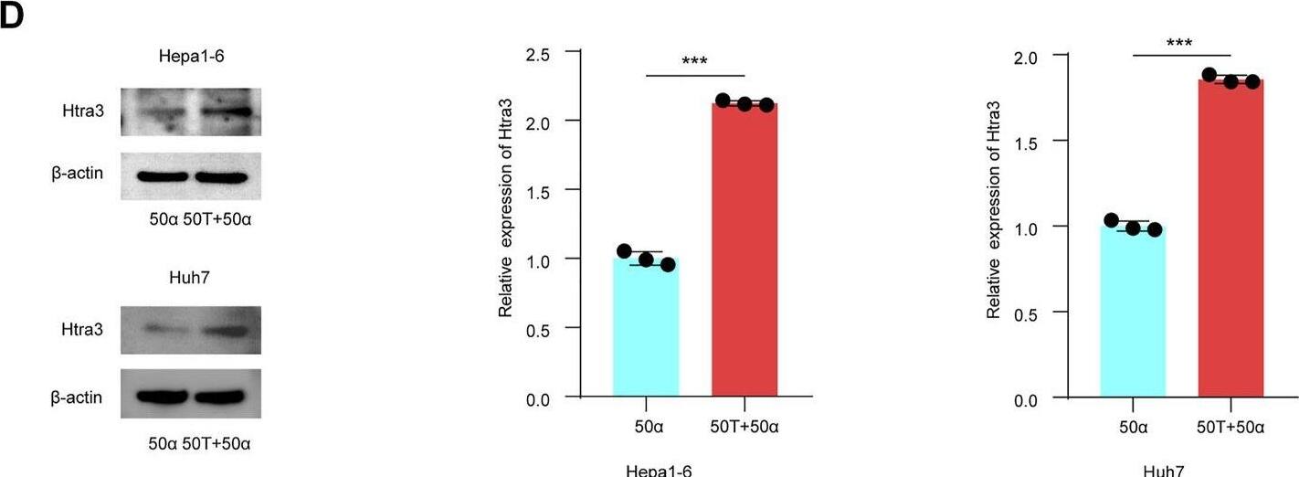 HtrA3 Antibody - BSA Free