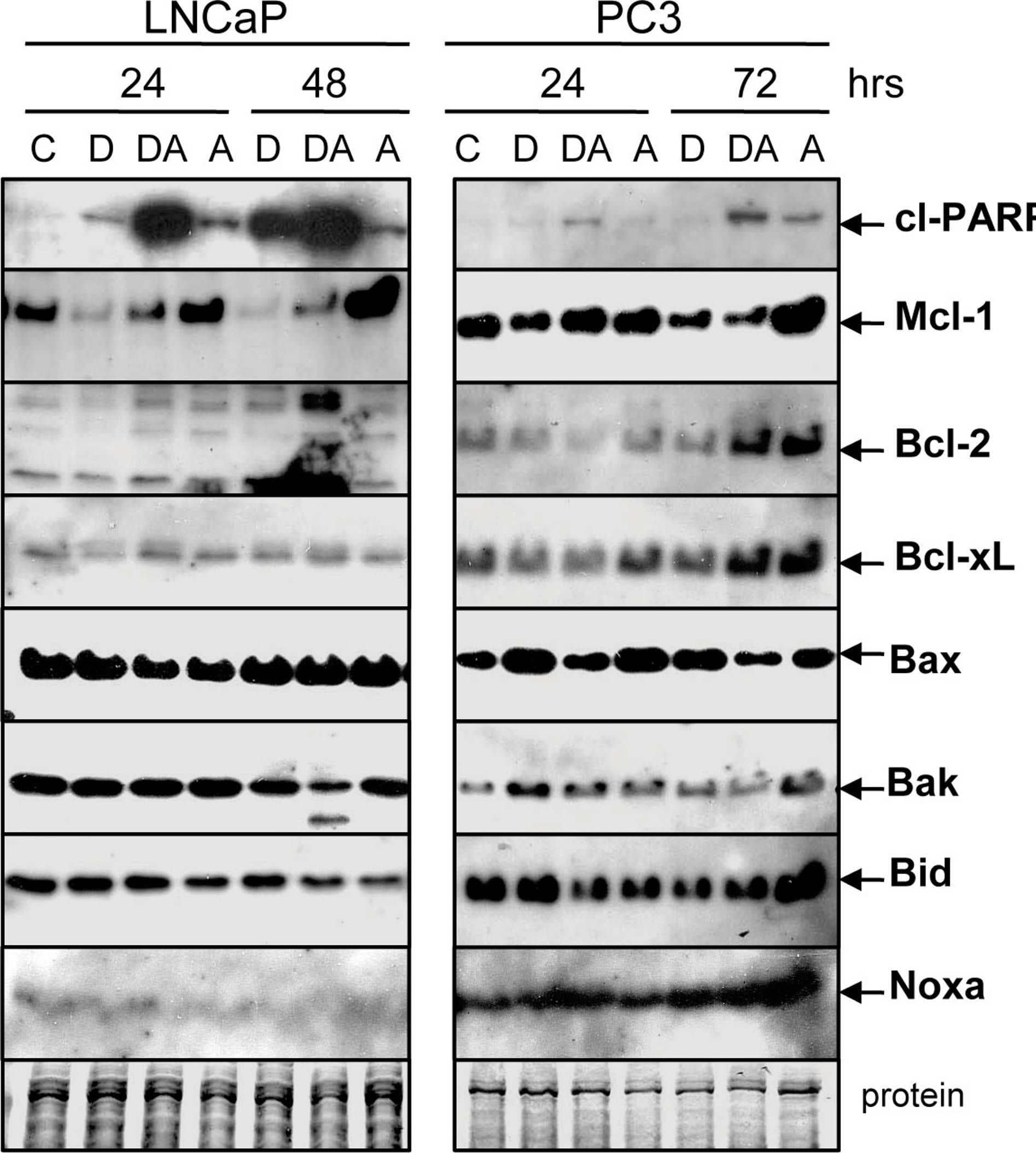 Noxa Antibody (114C307.1) - Non-Recombinant Monoclonal