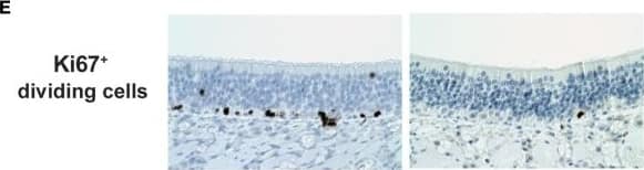 Ki67/MKI67 Antibody (SP6) - Unpurified