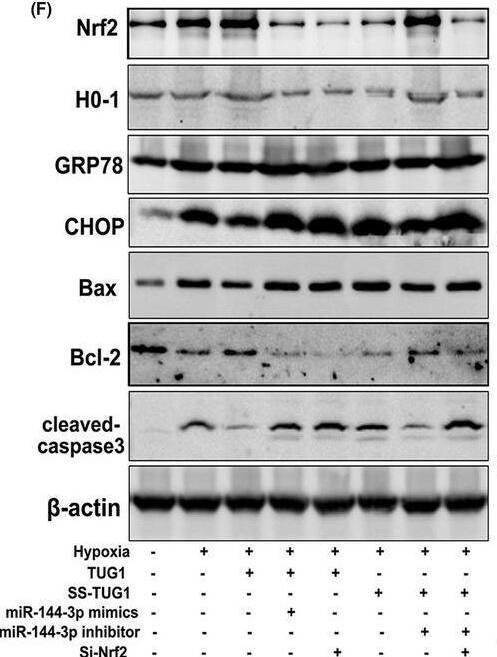 GADD153/CHOP Antibody (9C8) - BSA Free