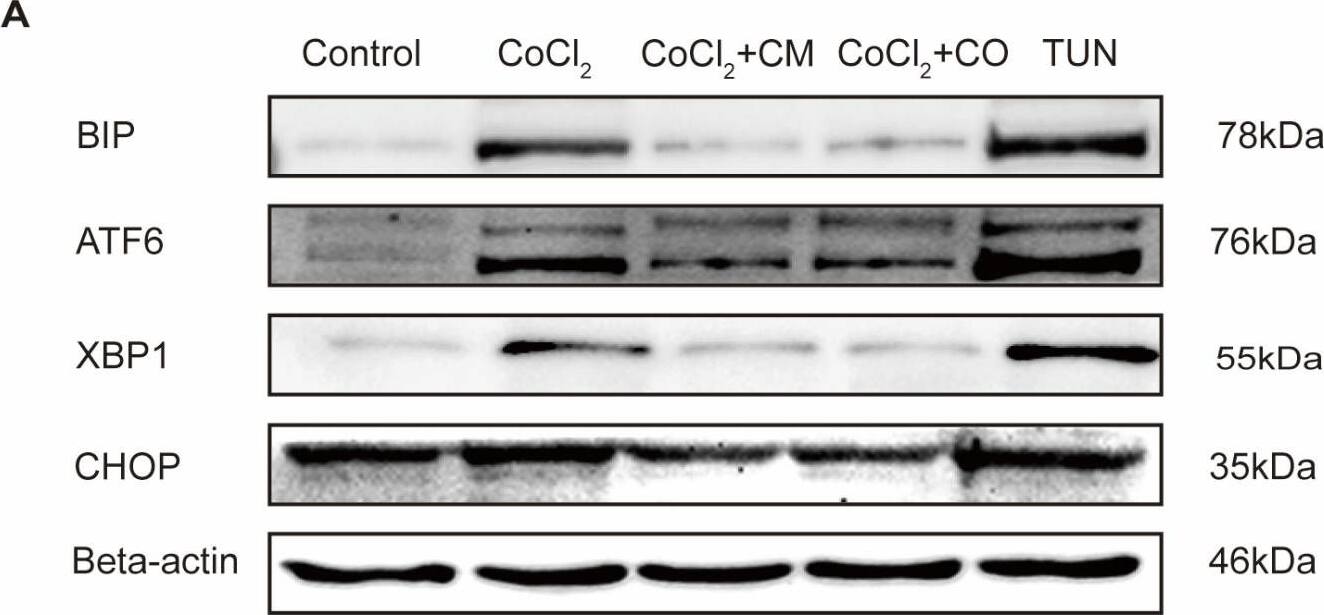 GADD153/CHOP Antibody (9C8) - BSA Free