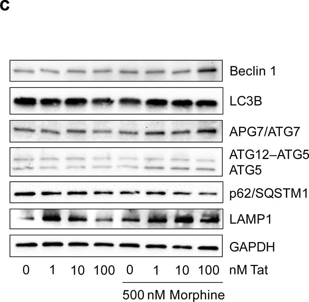 LC3B Antibody - BSA Free