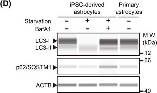 LC3B Antibody - BSA Free