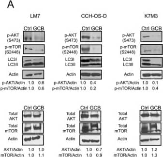 LC3B Antibody - BSA Free