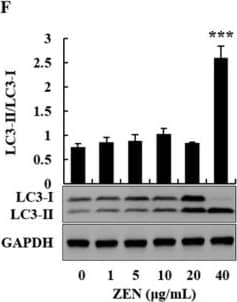 LC3B Antibody - BSA Free