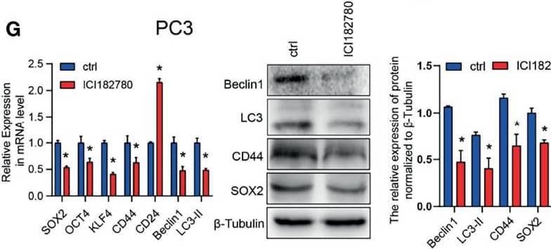 LC3B Antibody - BSA Free