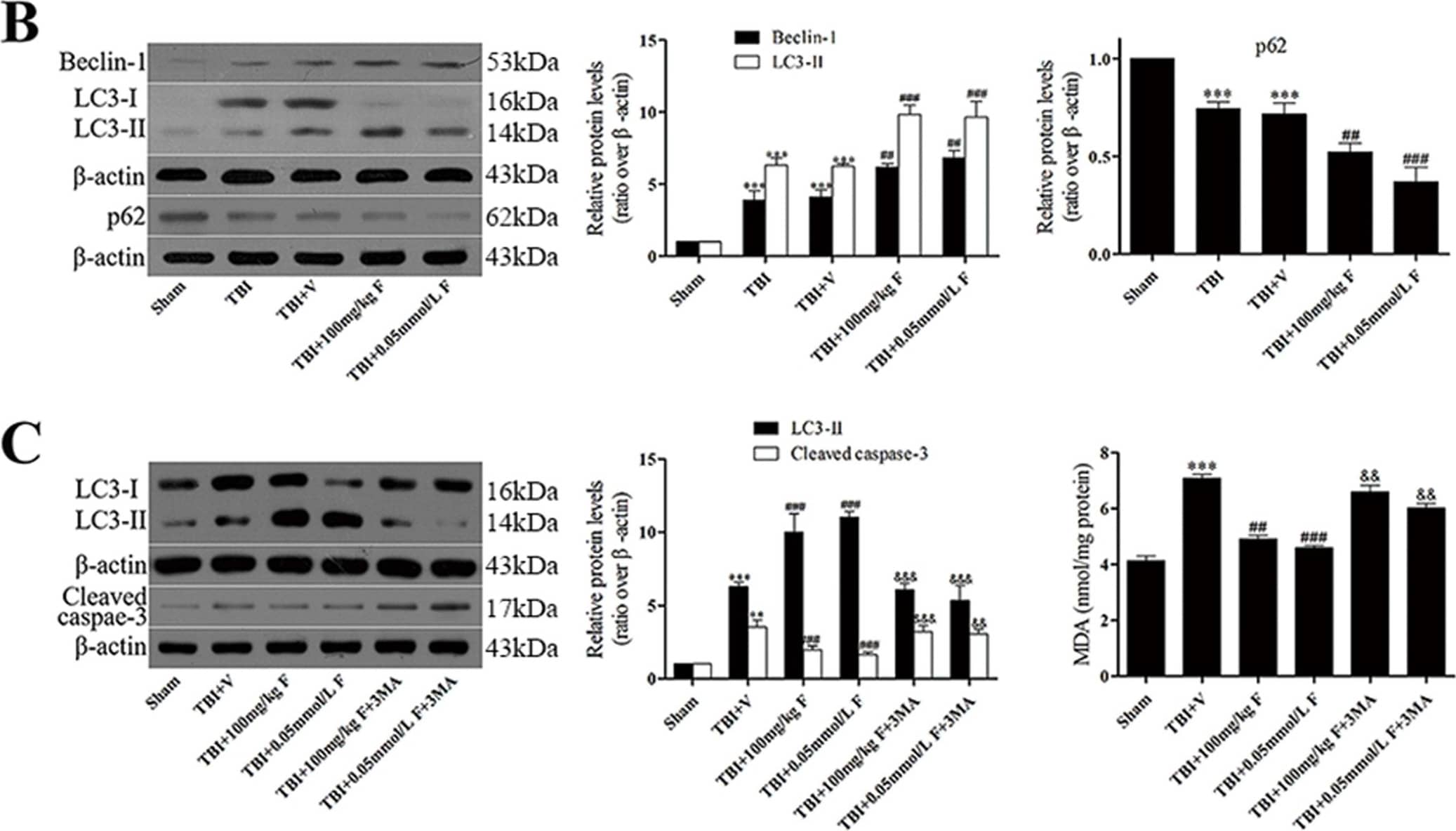 LC3B Antibody - BSA Free