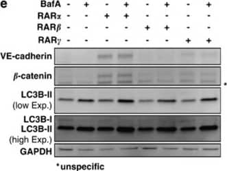 LC3B Antibody - BSA Free
