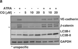 LC3B Antibody - BSA Free