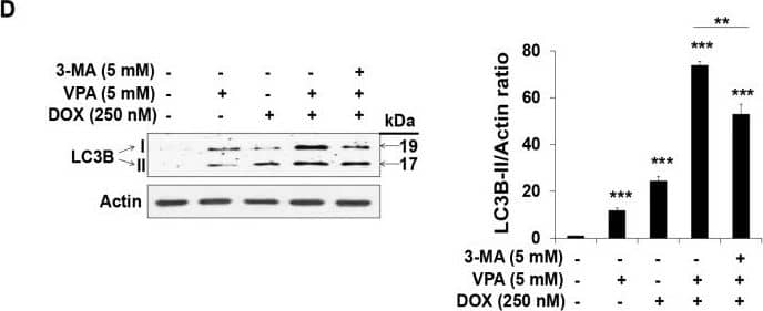 LC3B Antibody - BSA Free
