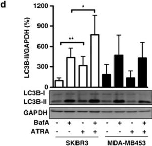 LC3B Antibody - BSA Free