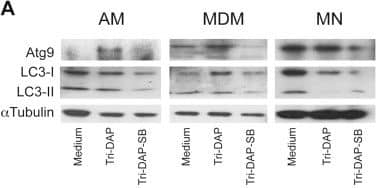 LC3B Antibody - BSA Free