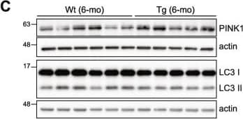 LC3B Antibody - BSA Free