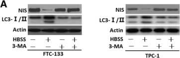 LC3B Antibody - BSA Free