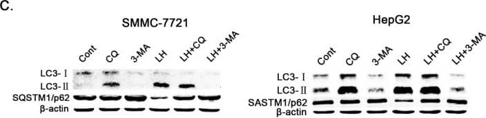 LC3B Antibody - BSA Free