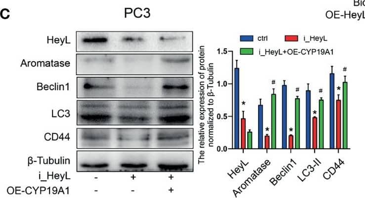 LC3B Antibody - BSA Free
