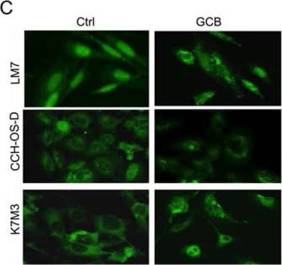 LC3B Antibody - BSA Free