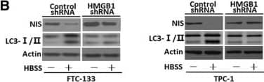 LC3B Antibody - BSA Free