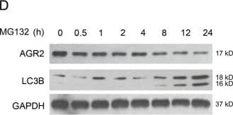LC3B Antibody - BSA Free