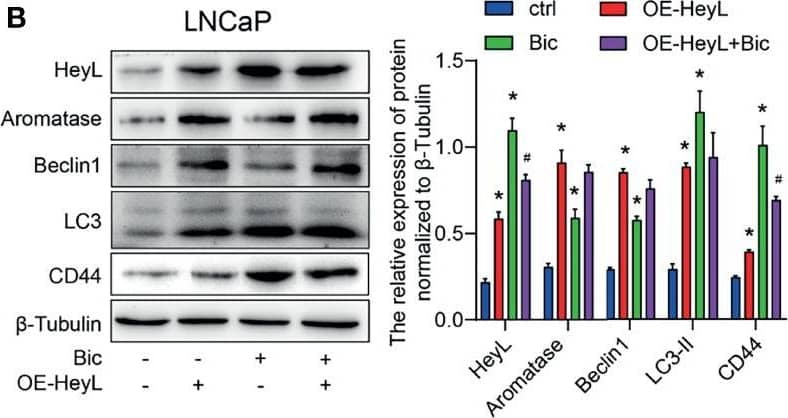 LC3B Antibody - BSA Free
