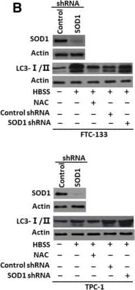 LC3B Antibody - BSA Free