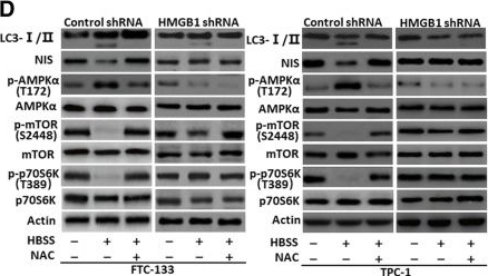 LC3B Antibody - BSA Free