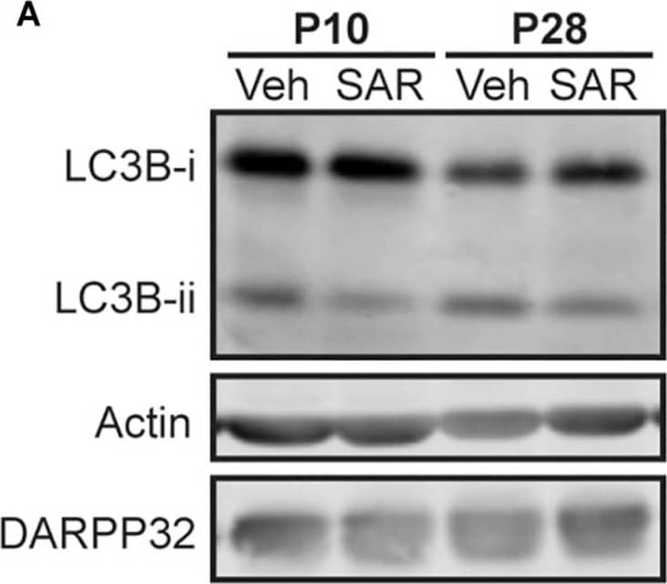 LC3B Antibody - BSA Free