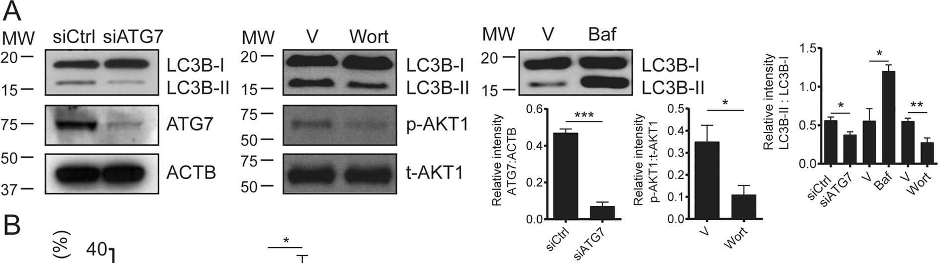 LC3B Antibody - BSA Free