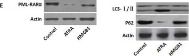 LC3B Antibody - BSA Free