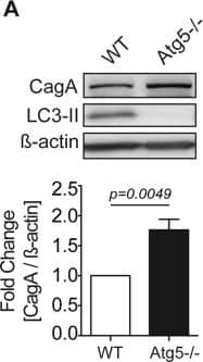 LC3B Antibody - BSA Free