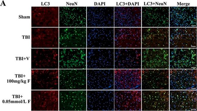 LC3B Antibody - BSA Free
