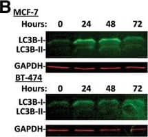 LC3B Antibody - BSA Free