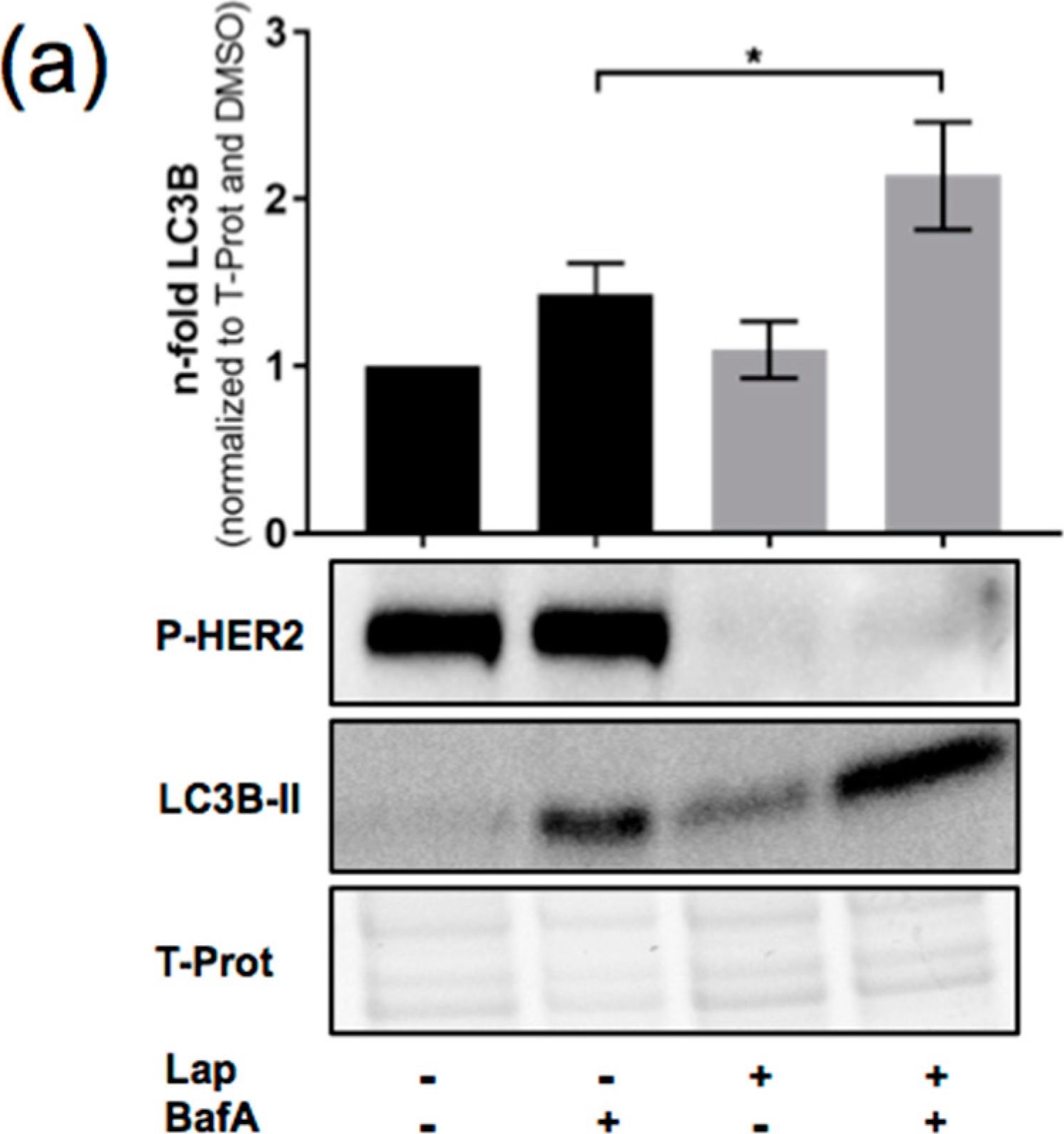 LC3B Antibody - BSA Free