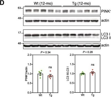 LC3B Antibody - BSA Free