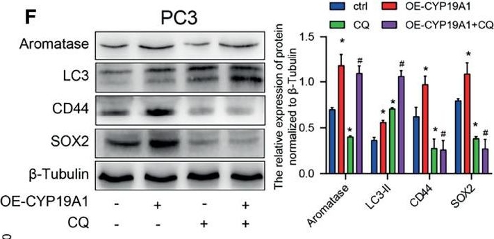 LC3B Antibody - BSA Free