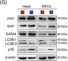 LC3B Antibody - BSA Free