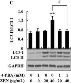 LC3B Antibody - BSA Free