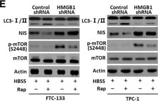 LC3B Antibody - BSA Free
