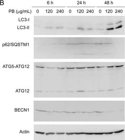 LC3B Antibody - BSA Free