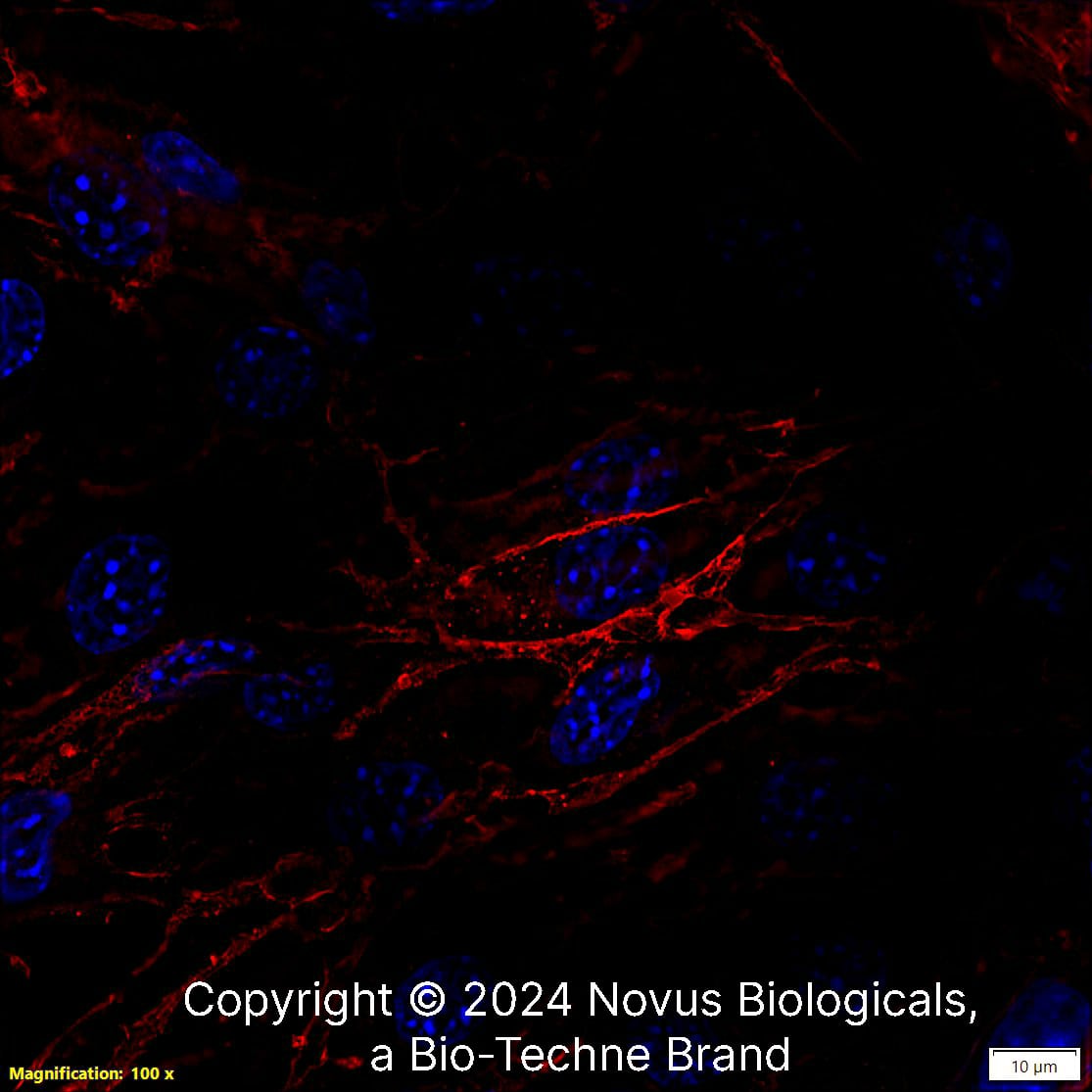 CD31/PECAM-1 Antibody (MEC13.3) [DyLight 550]