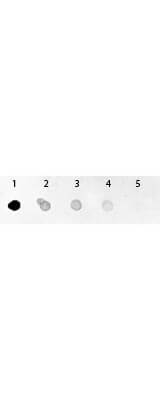 Dot Blot Analysis Using Alkaline Phosphatase Conjugated GFP Antibody