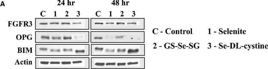 FGFR3 Antibody