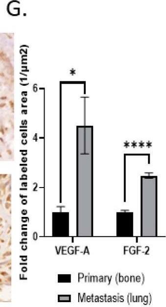 FGF basic/FGF2/bFGF Antibody - Azide and BSA Free