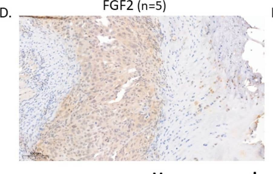FGF basic/FGF2/bFGF Antibody - Azide and BSA Free