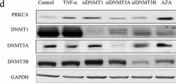 PKC alpha Antibody (MC5) - BSA Free