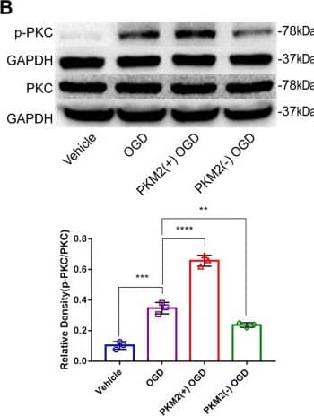 PKC alpha Antibody (MC5) - BSA Free
